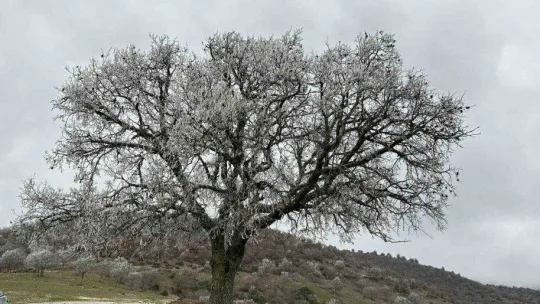Ağaçlara düşen kırç görsel şölen yaşattı