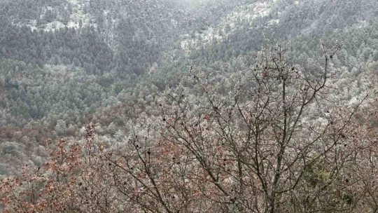 Ağaçlara düşen kırç görsel şölen yaşattı