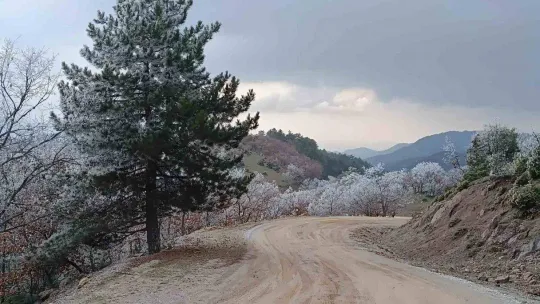 Ağaçlara düşen kırç görsel şölen yaşattı