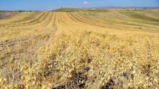 Altındağ'da çiftçilere tohum desteği