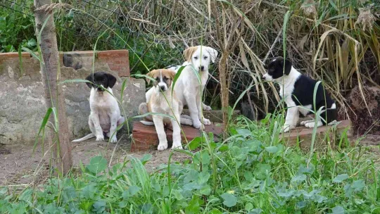 Annelerinin terk ettiği yavru köpeklere site sakinleri sahip çıktı