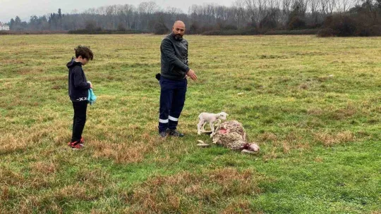 Annesini köpekler telef etti, o kuzuya evde bebek gibi bakıyorlar