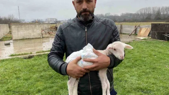 Annesini köpekler telef etti, o kuzuya evde bebek gibi bakıyorlar
