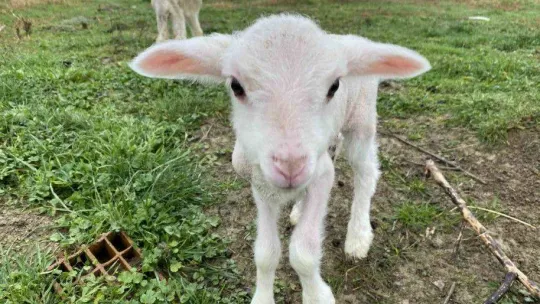 Annesini köpekler telef etti, o kuzuya evde bebek gibi bakıyorlar
