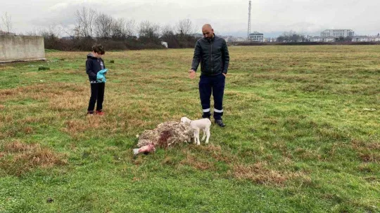 Annesini köpekler telef etti, o kuzuya evde bebek gibi bakıyorlar