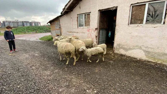 Annesini köpekler telef etti, o kuzuya evde bebek gibi bakıyorlar