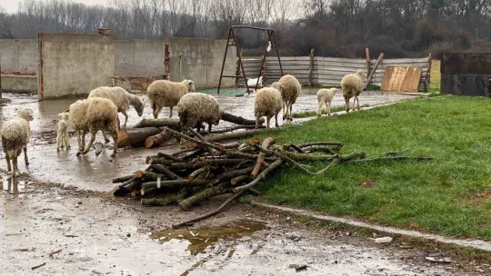 Annesini köpekler telef etti, o kuzuya evde bebek gibi bakıyorlar