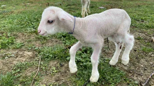 Annesini köpekler telef etti, o kuzuya evde bebek gibi bakıyorlar
