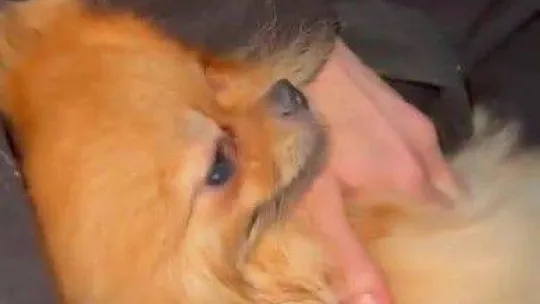 Ataşehir'de polis, doğum yapan köpeği veterinere yetiştirdi