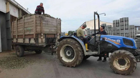Atık zeytin yaprakları koyun ve keçilere yem oluyor