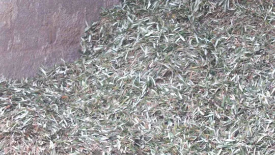 Atık zeytin yaprakları koyun ve keçilere yem oluyor