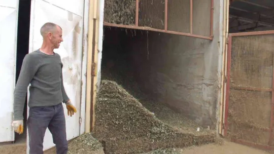 Atık zeytin yaprakları koyun ve keçilere yem oluyor