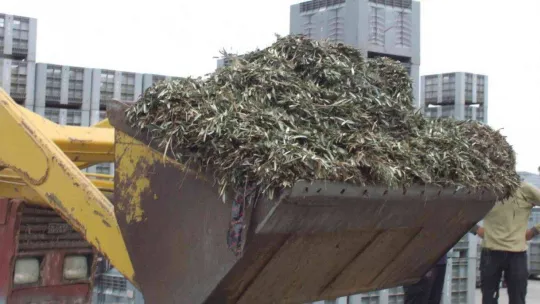 Atık zeytin yaprakları koyun ve keçilere yem oluyor