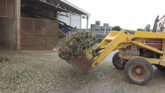 Atık zeytin yaprakları koyun ve keçilere yem oluyor