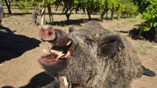 Avladıkları 385 kiloluk domuzla poz verdiler