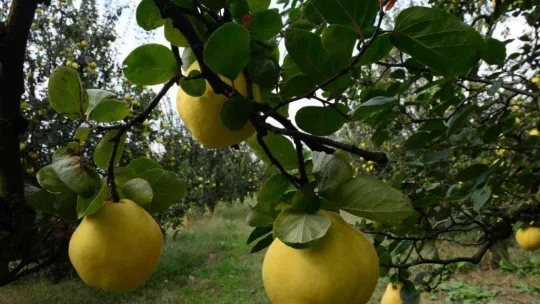 Avrupa'nın ayvası bu köyden