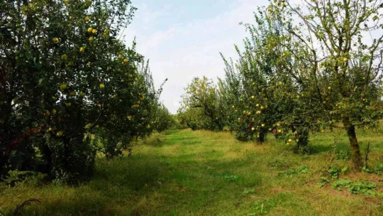 Avrupa'nın ayvası bu köyden