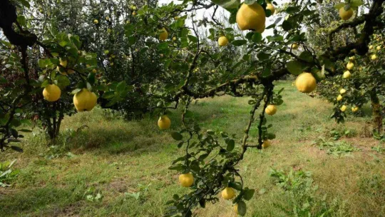 Avrupa'nın ayvası bu köyden