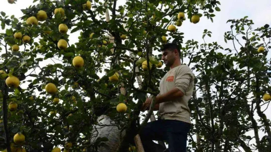 Avrupa'nın ayvası bu köyden