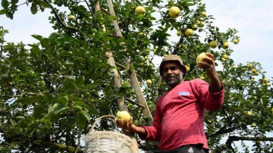 Avrupa'nın ayvası bu köyden