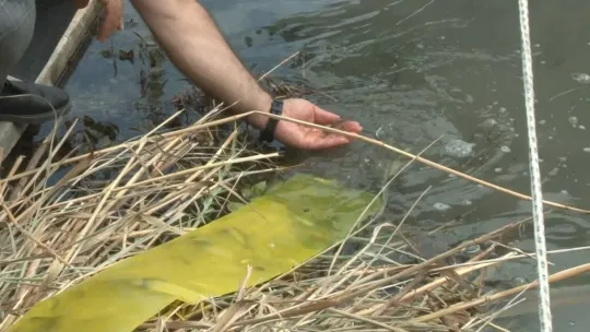 İstanbul'da göl ve göletlere 1 milyon 143 bin yavru balık bırakıldı