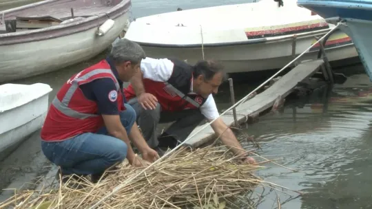 İstanbul'da göl ve göletlere 1 milyon 143 bin yavru balık bırakıldı