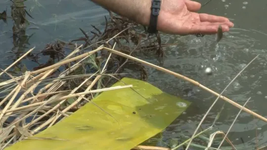 İstanbul'da göl ve göletlere 1 milyon 143 bin yavru balık bırakıldı