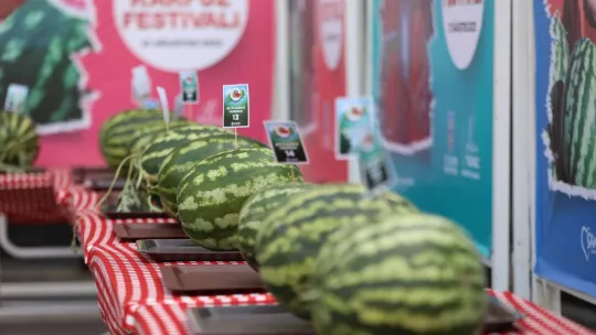 Silivri'de karpuz ve domatesler yarıştı