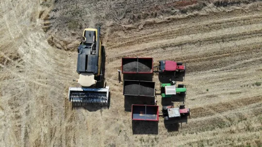 Trakya'da kuraklık ayçiçeklerini vurdu