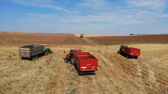 Trakya'da kuraklık ayçiçeklerini vurdu