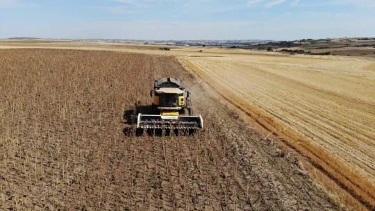 Trakya'da kuraklık ayçiçeklerini vurdu