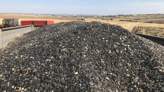 Trakya'da kuraklık ayçiçeklerini vurdu