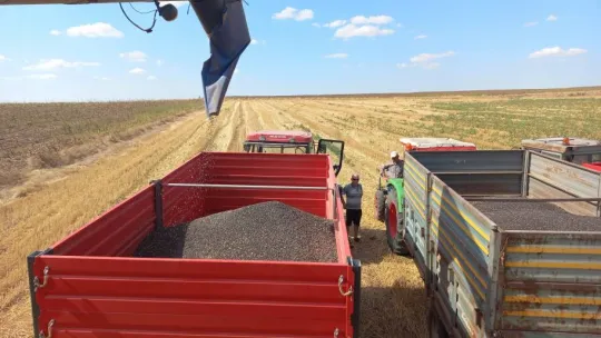 Trakya'da kuraklık ayçiçeklerini vurdu