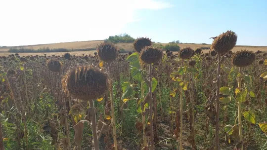 Trakya'da kuraklık ayçiçeklerini vurdu