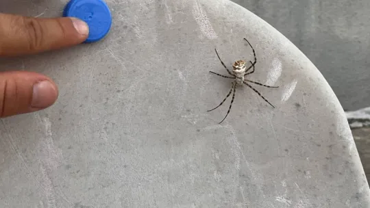 İklim krizi yeni bir örümcek getirdi: Loblu örümcek yayılıyor