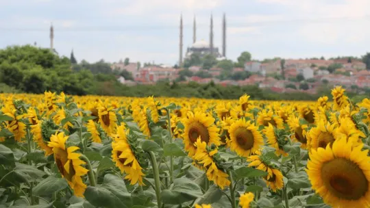 Aşırı sıcaklar ve kuraklık ayçiçeğini vurdu