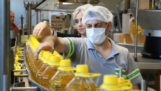 Aşırı sıcaklar ve kuraklık ayçiçeğini vurdu