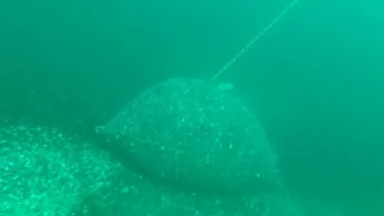 Kaçak avlanarak denize zulalanan 1,5 ton midye ele geçirildi