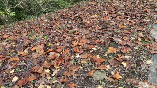 Atatürk Arboretumu'nda kartpostallık manzaralar