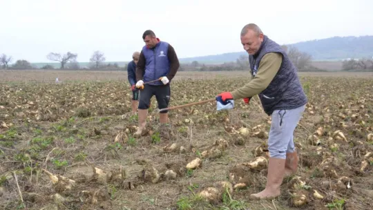 Trakya'da çiftçinin zorlu şeker pancarı mesaisi devam ediyor