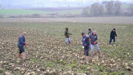 Trakya'da çiftçinin zorlu şeker pancarı mesaisi devam ediyor