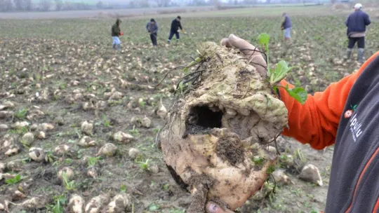 Trakya'da çiftçinin zorlu şeker pancarı mesaisi devam ediyor
