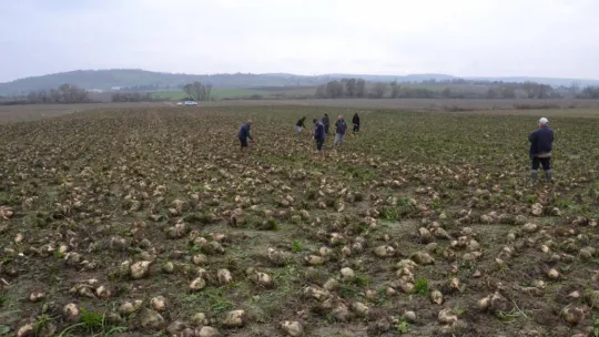 Trakya'da çiftçinin zorlu şeker pancarı mesaisi devam ediyor