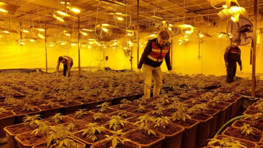 Fabrika görünümlü uyuşturucu serası