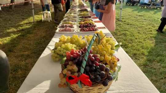 Tekirdağ'da 'Bağbozumu Şenliği' coşkusu
