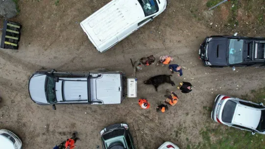 İstanbul'da kuruyan barajlarda domuz avı