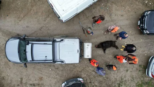 İstanbul'da kuruyan barajlarda domuz avı