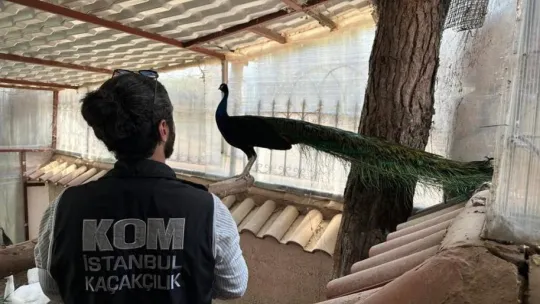 Yabani hayvan çiftliğine dönüştürülen villaya operasyon: 12 geyik ve 6 tavus kuşuna el konuldu