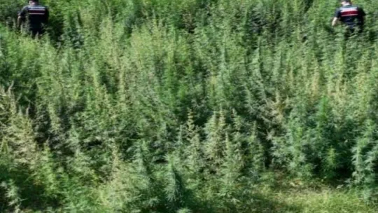 Kırklareli'nde 215 bin 709 kök kenevir ele geçirildi