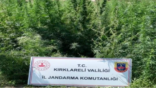 Kırklareli'nde 215 bin 709 kök kenevir ele geçirildi
